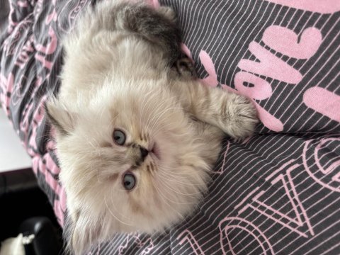 Biblo british longhair yavrular