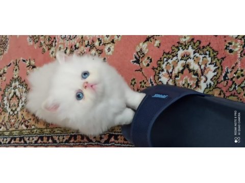 Teslime hazır erkek ve dişi iran kedisi yavrular