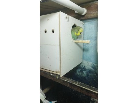 Sağlıklı yavru muhabbet kuşları