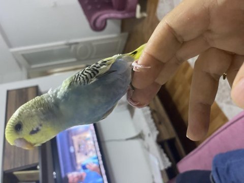 Güzel bir yavru muhabbet kuşu
