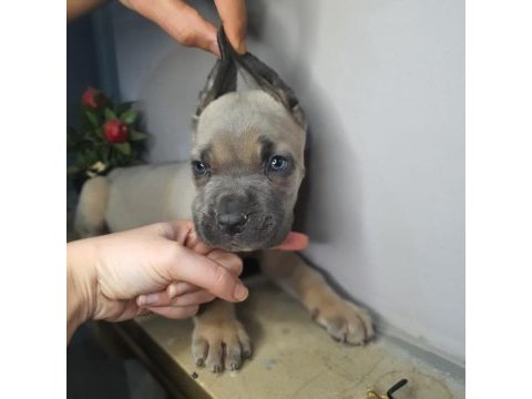 Safkan cane corso yavrular