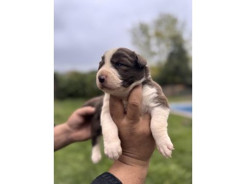 En zeki ırk border collie