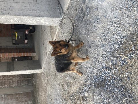 Orijinal şecereli k9 alman kurdu