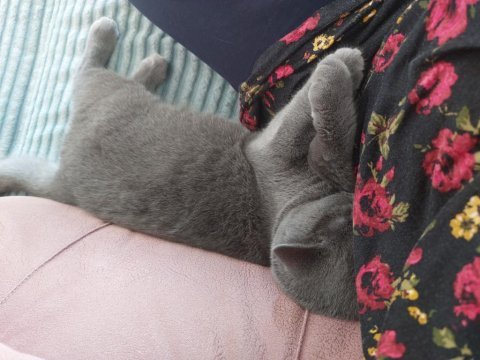 British shorthair 4 aylık