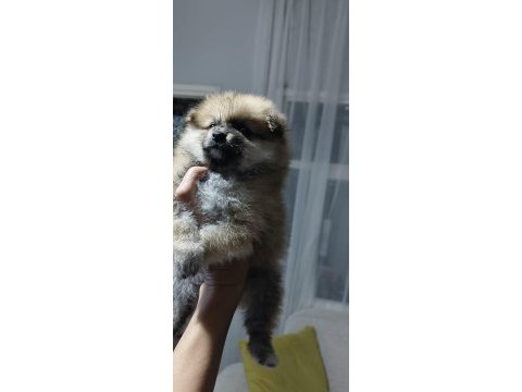 Pomeranian erkek ve dişi yavrularımız