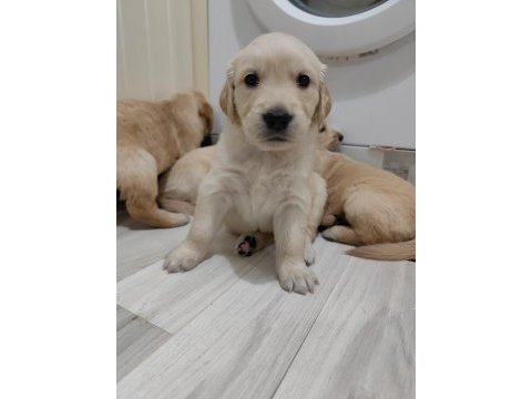 Golden retriever köpeği