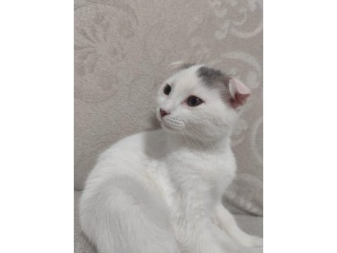 3 aylık scottish fold kedimiz