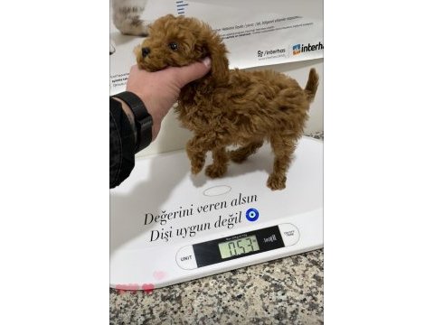 Teacup toy poodle