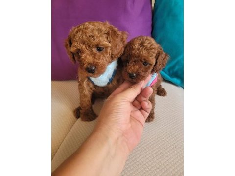 Evin neşesi poodle bebeklerimiz