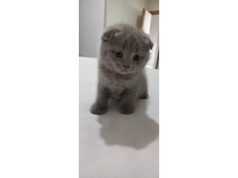 Oyuncu scottish fold yumurcak