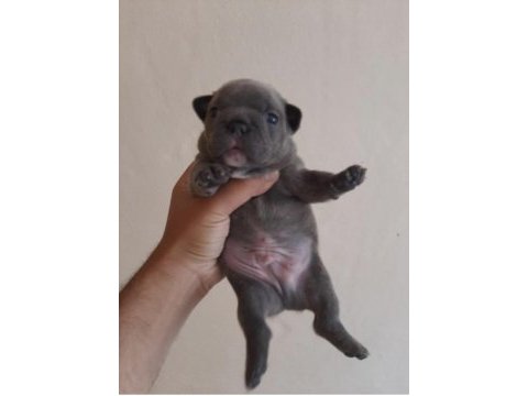 Kaliteli blue dişi erkek yavrularımız