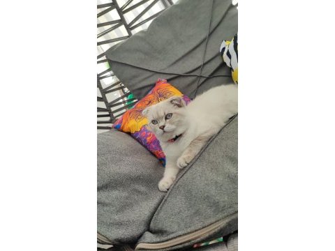 Scottish fold dişi kedimiz