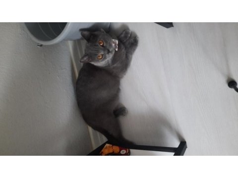 Oyuncu kedimiz duman british shorthair