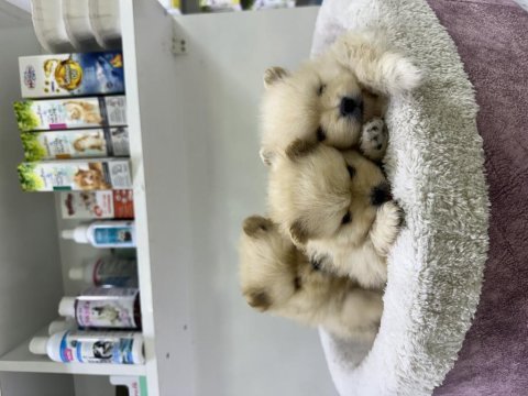 35 günlük safkan pomeranian boo yavrular