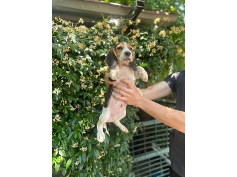 Aktif aileler için oyuncu ve sosyal beagle
