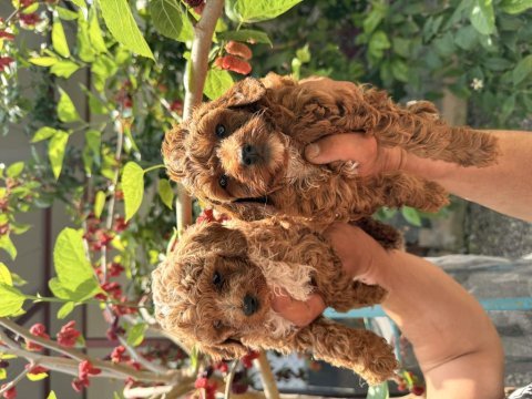 Maltipoo üst kalite yavrular
