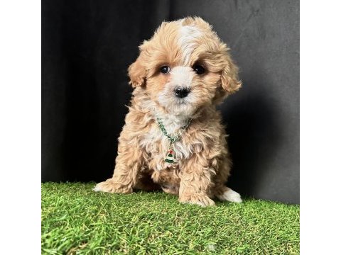 Maltipoo ruhsatlı çiftlikten garantili yavrular
