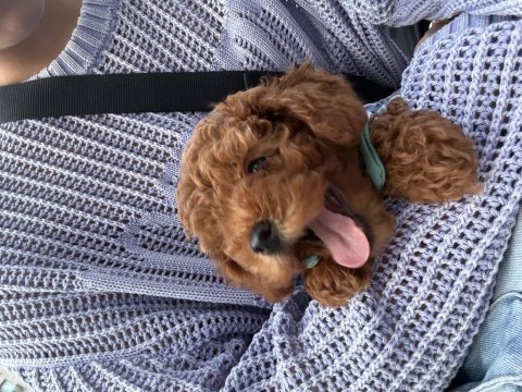 Toy poodle 2 aylık