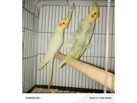 Bakımlı sarı bebek sultan papağanlar
