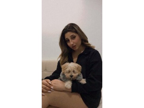 Maltipoo 5 aylık