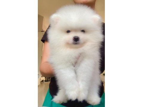 İki aylık pomeranian boo yavrularım