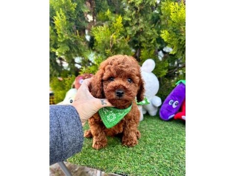 Sevimli toy poodle yavrularımız