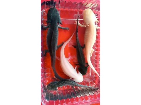 5 axolotl (tane fiyatı)