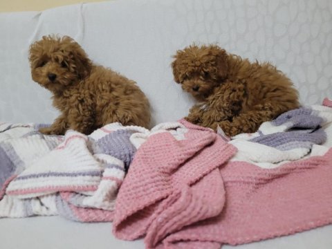 Dişi erkek kore baba toy anne poodle yavrular