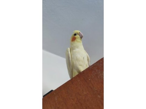 Dişi sultan papağanı 4 aylık