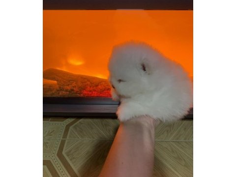 Teddy bear pomeranian boo erkek