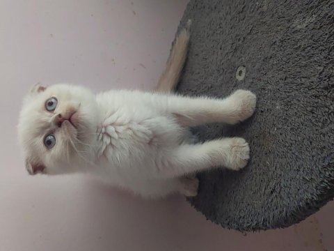 Scottish fold prensesler.ilan açıklamasını okuyunuz
