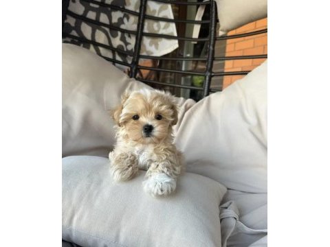 Birinci kalite maltipoo yavrularımız