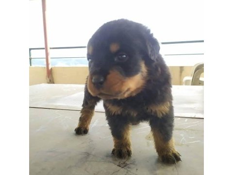 Rottweiler erkek ve dişi izmir