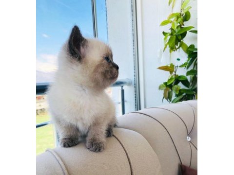Scottish fold british blue point siyam
