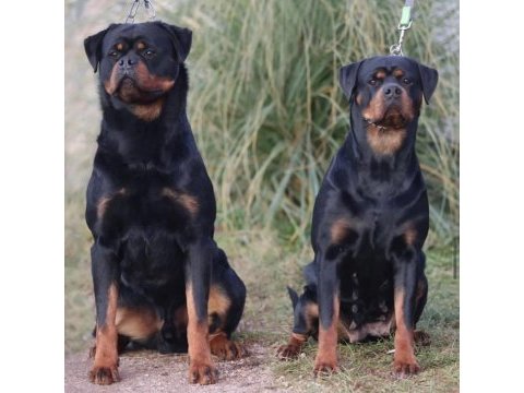 Avrupa şampiyonu rottweiler yavrusu 10 aylık erkek