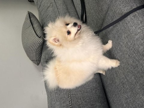 6 aylık aşıları çipi vs herşeyi tam pomeranian boo
