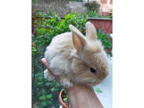 Lop tavşanı yavrular