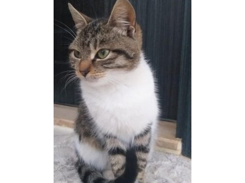 Tekir kedi bu yavruya yuva olun