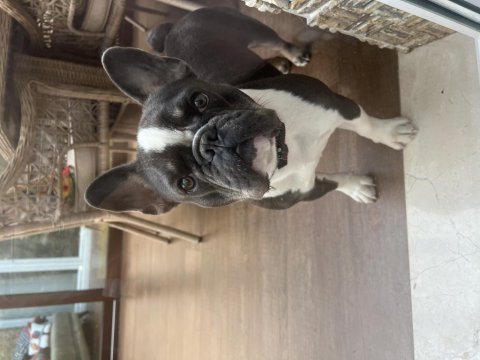 Eğitimli dişi french bulldog