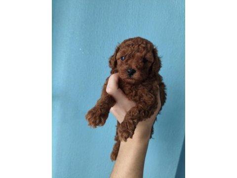 A kalite poodle bebekler her renk var