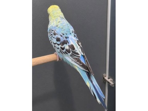 Jumbo yavru muhabbet kuşu