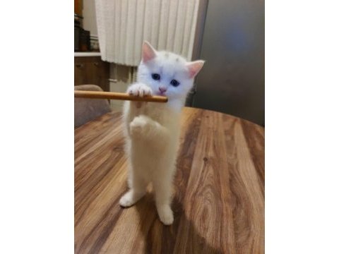 Dünya tatlısı yavru british shorthair