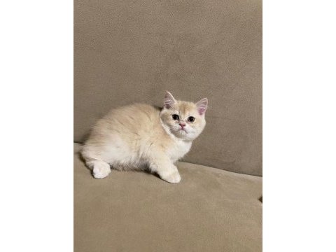 British shorthair lilac dışı