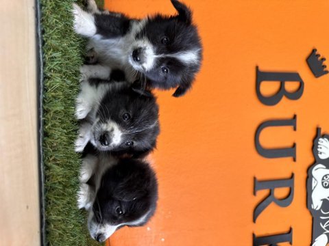 En güzel haliyle border collie