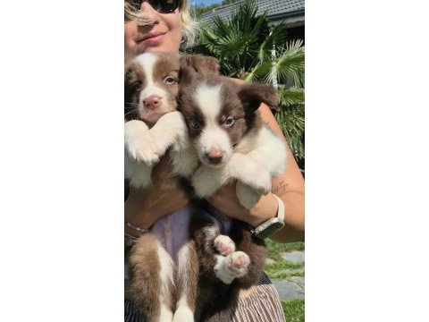 Ruhsatlı köpek çiftliğinden border collie yavruları
