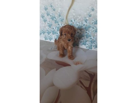 Toy poodle yavrular aile ortamından