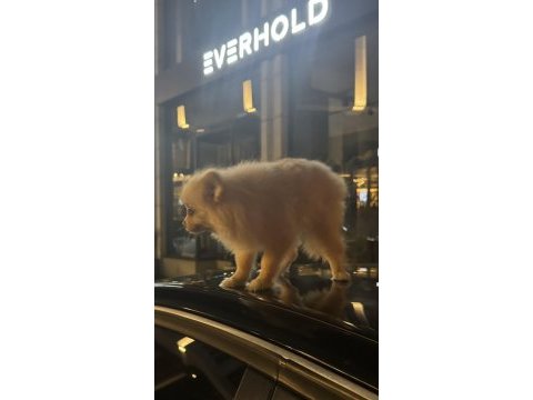 Pomeranian köpeği