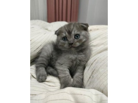 A kalite scottish fold bebişler