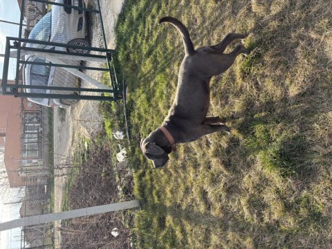Cane corso blue