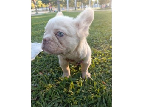 French bulldog yavruları